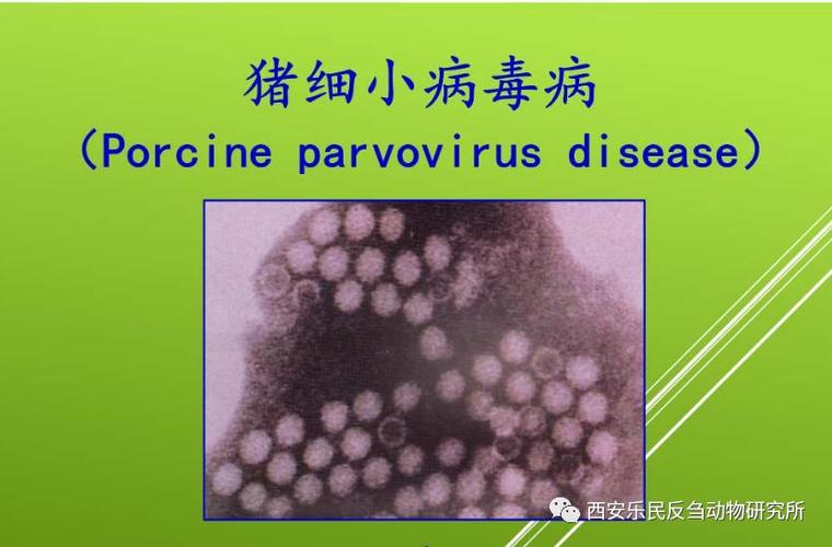 细小是什么？全面解析细小病毒及其影响