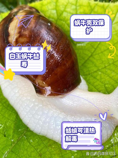 蜗牛透视好用吗？用户真实反馈与评价！