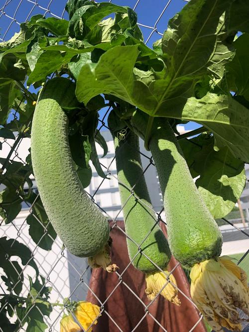 草莓丝瓜秋葵向日葵榴莲石榴，这些水果蔬菜你都爱吃吗？
